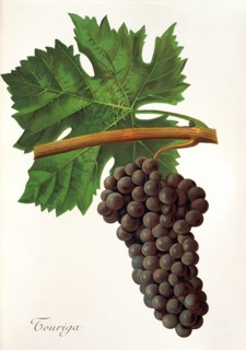 Ampelography, grape variety, oenology, viticulture, grape, grapevine, Touriga grape, digitally