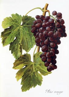 Ampelography, grape variety, oenology, viticulture, grape, grapevine, Prie' Rouge grape, digitally