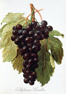 Ampelography, grape variety, oenology, viticulture, grape, grapevine, Alphonse Lavallee grape,