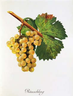 Ampelography, grape variety, oenology, viticulture, grape, grapevine, digitally enhanced