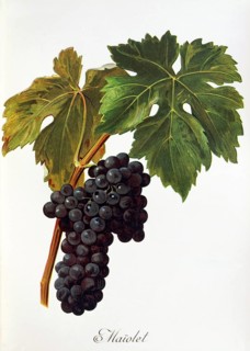 Ampelography, grape variety, oenology, viticulture, grape, grapevine, Maiolet grape, digitally