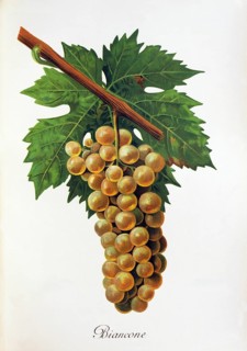 Ampelography, grape variety, oenology, viticulture, grape, grapevine, Biancone grape, digitally