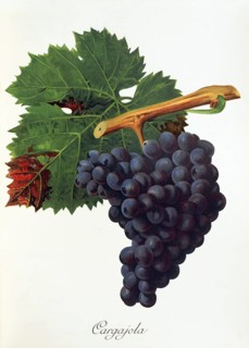 Ampelography, grape variety, oenology, viticulture, grape, grapevine, Cargajola grape, digitally