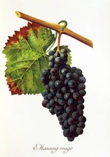 Ampelography, grape variety, oenology, viticulture, grape, grapevine, Manseng Rouge grape,
