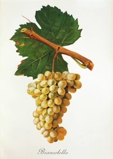 Ampelography, grape variety, oenology, viticulture, grape, grapevine, Biancolella grape, digitally