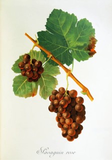 Ampelography, grape variety, oenology, viticulture, grape, grapevine, Savagnin Rose grape,