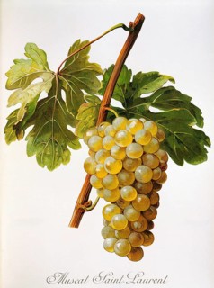 Ampelography, grape variety, oenology, viticulture, grape, grapevine, Muscat Saint-Laurent grape,