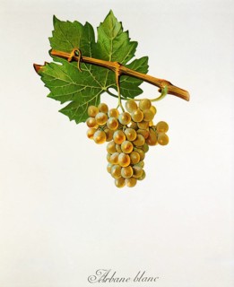 Ampelography, grape variety, oenology, viticulture, grape, grapevine, Arbane is a historical white