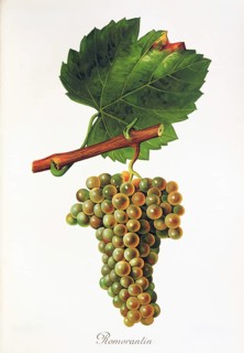 Ampelography, grape variety, oenology, viticulture, grape, grapevine, The white wine variety