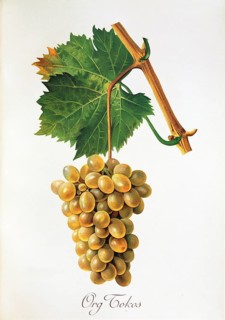 Ampelography, grape variety, oenology, viticulture, grape, grapevine, Org Tokos grape, digitally