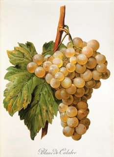 Ampelography, grape variety, oenology, viticulture, grape, grapevine, Blanc de Calabre grape,