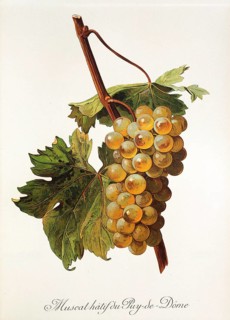 Ampelography, grape variety, oenology, viticulture, grape, grapevine, Muscat Hatif du Puy-de-Dome