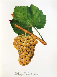 Ampelography, grape variety, oenology, viticulture, grape, grapevine, Donzellinho Branco grape,