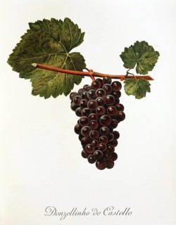 Ampelography, grape variety, oenology, viticulture, grape, grapevine, Donzellinho do Castello