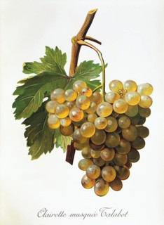 Ampelography, grape variety, oenology, viticulture, grape, grapevine, Clairette Musquee grape,