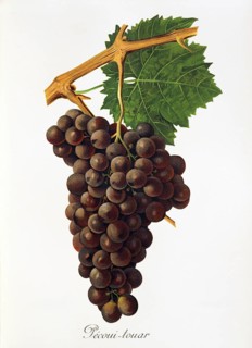 Ampelography, grape variety, oenology, viticulture, grape, grapevine, Pecoui-touar grape, digitally