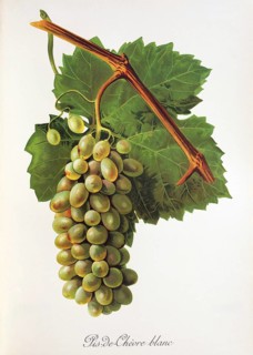 Ampelography, grape variety, oenology, viticulture, grape, grapevine, Pis-de-Chevre Blanc grape,