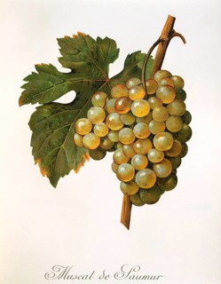 Ampelography, grape variety, oenology, viticulture, grape, grapevine, Muscat précoce de Saumur is a