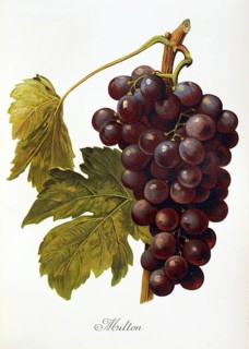 Ampelography, grape variety, oenology, viticulture, grape, grapevine, Milton grape, an early hybrid