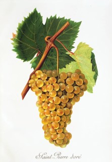 Ampelography, grape variety, oenology, viticulture, grape, grapevine, Saint-Pierre Dore' grape,