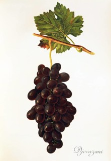 Ampelograhie, Rebsortenkunde, Önologie, Weinbau, Weintraube, Weinrebe, Giovanni it is a Table