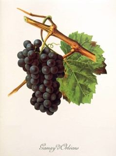 Ampelography, grape variety, oenology, viticulture, grape, grapevine, Gamay d'Orleans grape,