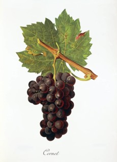 Ampelography, Grape variety, Enology, Viticulture, Grape, Grapevine, Cornet grape, digitally