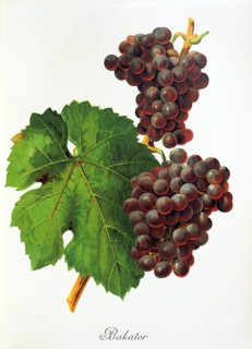 Ampelography, grape variety, oenology, viticulture, grape, grapevine, Bakator grape, digitally