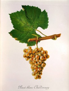 Ampelography, grape variety, oenology, viticulture, grape, grapevine, Pinot Blanc Chardonnay grape,