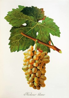 Ampelography, grape variety, oenology, viticulture, grape, grapevine, Kokour Blanc grape, digitally