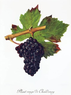 Ampelography, Grape variety, Oenology, Viticulture, Grape, Grapevine, Plant Rouge de Chaudenay