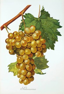 Ampelography, grape variety, oenology, viticulture, grape, grapevine, Salamanna grape, digitally