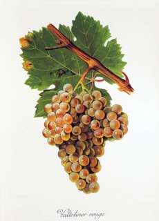 Ampelography, grape variety, oenology, viticulture, grape, grapevine, Valteliner Rouge grape,