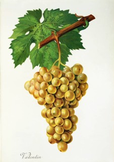 Ampelography, grape variety, oenology, viticulture, grape, grapevine, Valentin grape, digitally