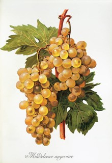 Ampelography, grape variety, oenology, viticulture, grape, grapevine, Madeleine Angevine grape,