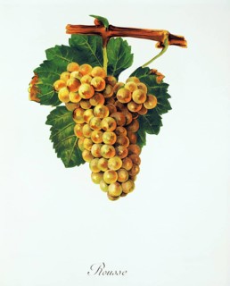 Ampelography, grape variety, oenology, viticulture, grape, grapevine, Rousse grape, digitally