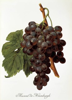 Ampelography, Grape variety, Oenology, Viticulture, Grape, Grapevine, Muscat de Hamburgh grape,