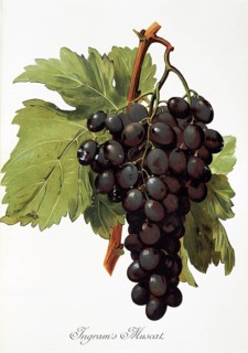 Ampelography, grape variety, oenology, viticulture, grape, grapevine, Ingram's Muscat grape,