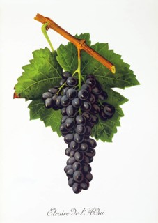 Ampelography, grape variety, oenology, viticulture, grape, grapevine, Etraire del'Adui grape,