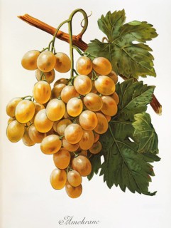 Ampelography, grape variety, oenology, viticulture, grape, grapevine, Amokrane grape, digitally