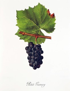 Ampelography, grape variety, oenology, viticulture, grape, grapevine, Petit Gamay grape, digitally