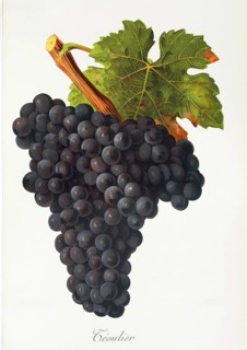 Ampelography, grape variety, oenology, viticulture, grape, grapevine, Teoulier grape, digitally