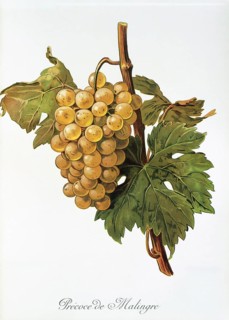 Ampelography, grape variety, oenology, viticulture, grape, grapevine, Precoce de Malingre grape,