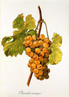 Ampelography, grape variety, oenology, viticulture, grape, grapevine, Chasselas Musque' grape,