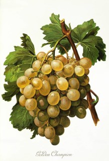 Ampelography, grape variety, oenology, viticulture, grape, grapevine, Golden Champion grape,