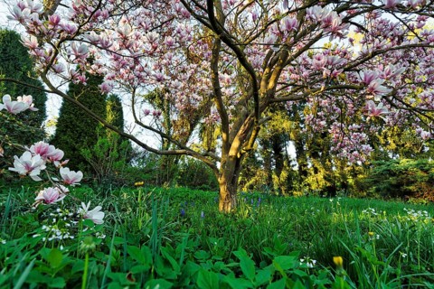 Flowering magnolia tree, tulip magnolia (Magnolia x soulangeana) on a spring meadow, Höxter,