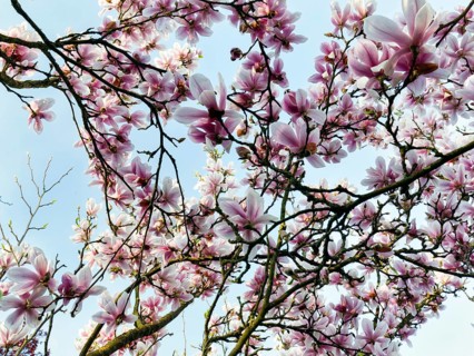 Flowering magnolia tree, tulip magnolia (Magnolia x soulangeana), sea of flowers, view upwards,