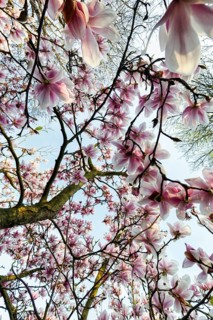 Flowering magnolia tree, tulip magnolia (Magnolia x soulangeana), sea of flowers, view upwards,