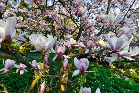 Flowering magnolia tree, tulip magnolia (Magnolia x soulangeana), magnolia blossoms, Höxter,