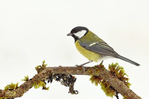 Great tit (Parus major), sitting on a branch overgrown with lichen and moss, Wilnsdorf, North